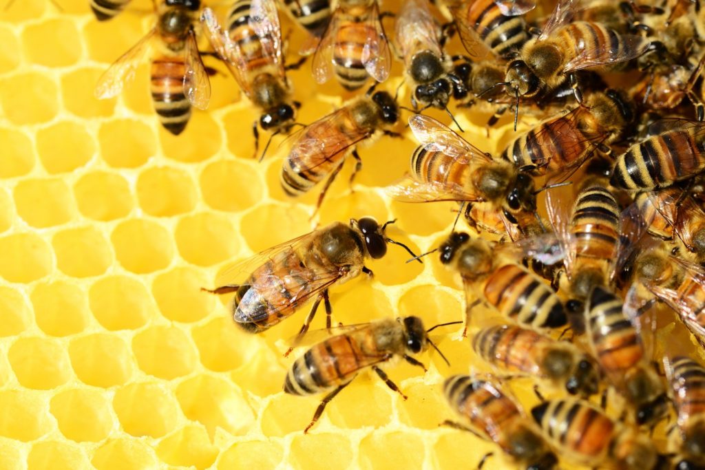Bienenschwarm